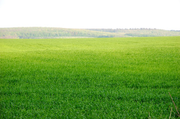 Obraz na płótnie Canvas green field in summer perfect weather