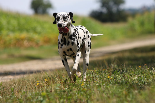 dalmatien fuguant