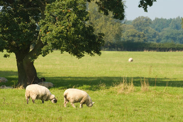 Naklejka premium Sheep grazing and resting under the shade of a tree