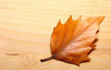 Asp leaf on a light wooden background