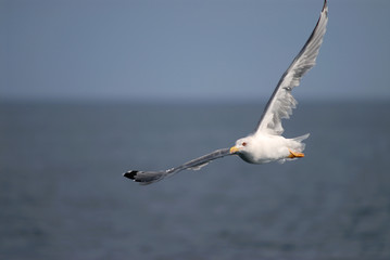 gull
