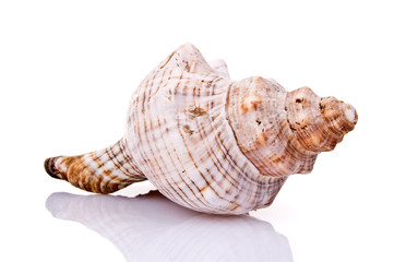 Seashell isolated on white background