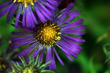 Obraz premium Flower