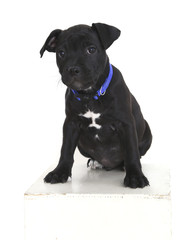 staffordshire bull terrier