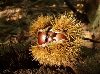 Bogue de ch&acirc;taignier