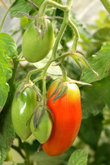 Tomaten am Strauch