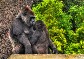 An HDR image of a mother and baby gorilla