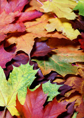 Leaves of autumn