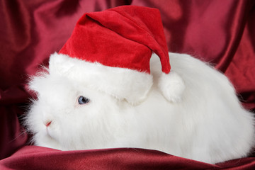 ein weisses kaninchen mit einer weihnachtsmannmütze