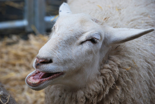 Schaf mit offenen Maul