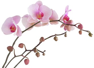 rosa Orchidee