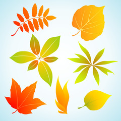 autumn leaves