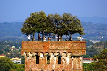 Lucca, Torre Guinigi 4 - obrazy, fototapety, plakaty