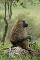 A photo of an african Baboon sitting on a rock.