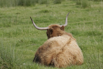a cow sleeping in a field
