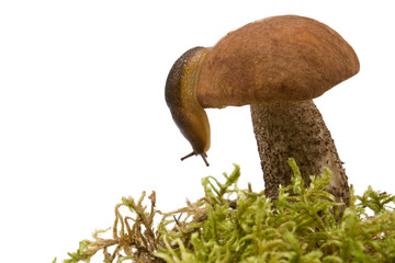mushroom and slug isolated on white