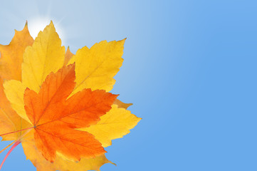 Falling autumn leaf on bright blue sky with shining sun