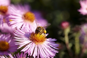 Bee on flower