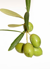 reife Oliven