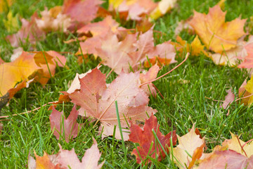 Maple leaves on a real green background