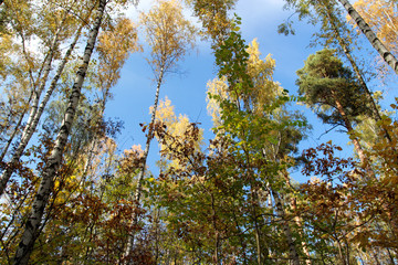blue sky and trees with yellow foliage