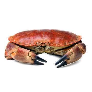 crab shot on a white backdrop