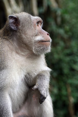 Macaque