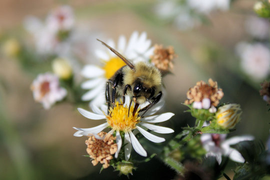 Mmm... Pollen