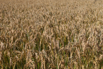 rice paddy