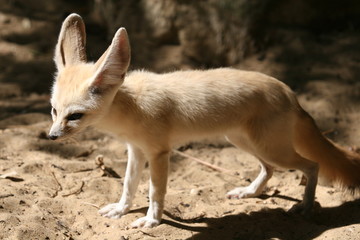 Fenec au Sahara