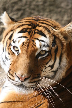 Tigre d'Asie