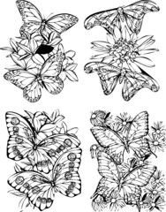 Butterflies