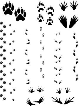 Download Animal Tracks 01 Stock Vector Adobe Stock
