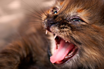 Fototapeta na wymiar Portret kota syczenie z kła