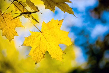 autumn leaves, shallow focus