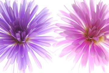 Close-up of blue and pink aster against white background