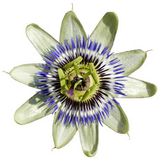 passiflore