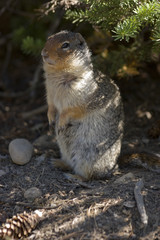 Close up of Golden Mantled Ground Squirrel