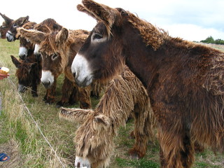 Baudet du Poitou à longs poils