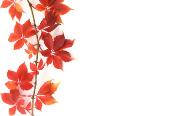 Autumn leaves of grapes of red color on a light background.