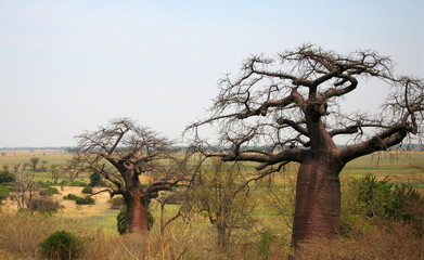 baobabs et savane en afrique