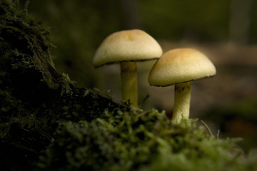 grünblättrige Schwefelköpfe