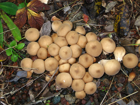 Mushrooms in pebbles