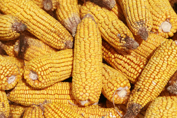 corn