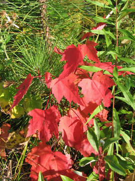 Christmas colors - pine needles and autumn leaves