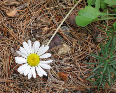 Lone daisy on path