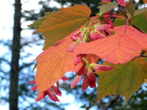Autumn maple leaves and seeds