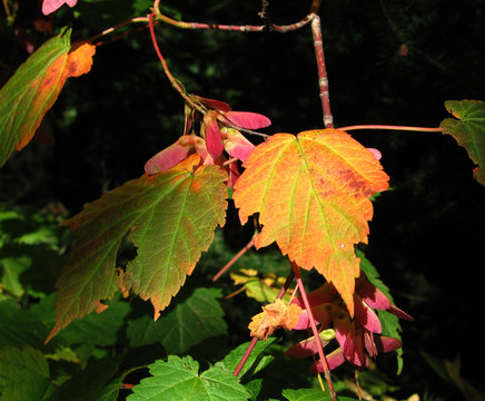 Autumn maple leaf and seeds closeup