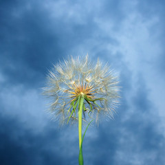 Fototapeta na wymiar Macro of a dandelion with flash