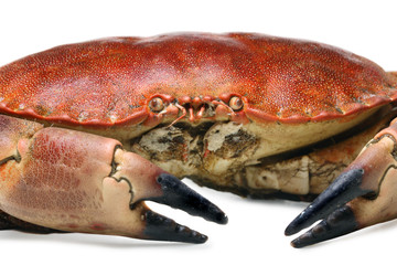 crab shot on a white backdrop